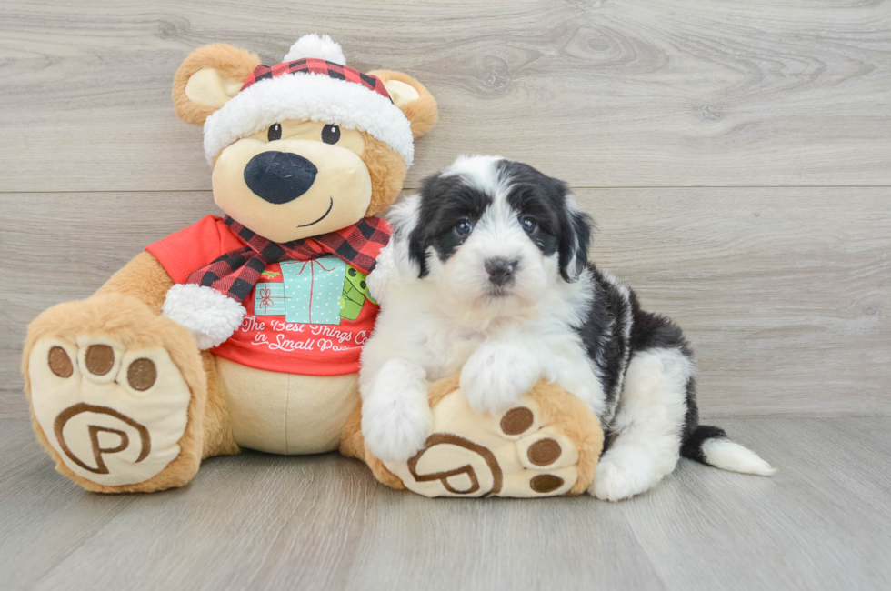 5 week old Mini Sheepadoodle Puppy For Sale - Lone Star Pups