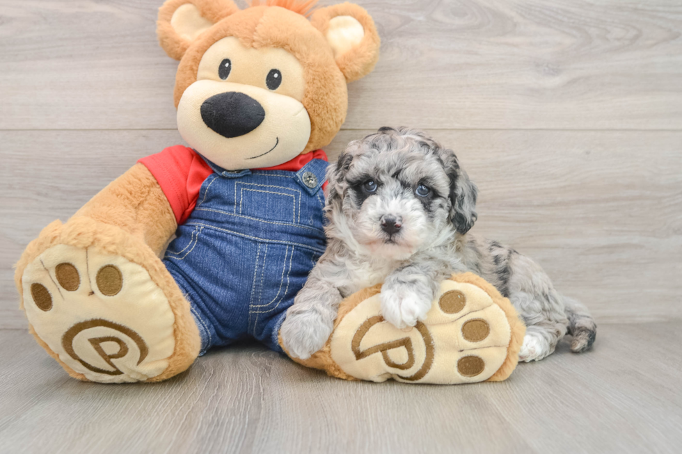 Hypoallergenic Sheep a Poo Poodle Mix Puppy