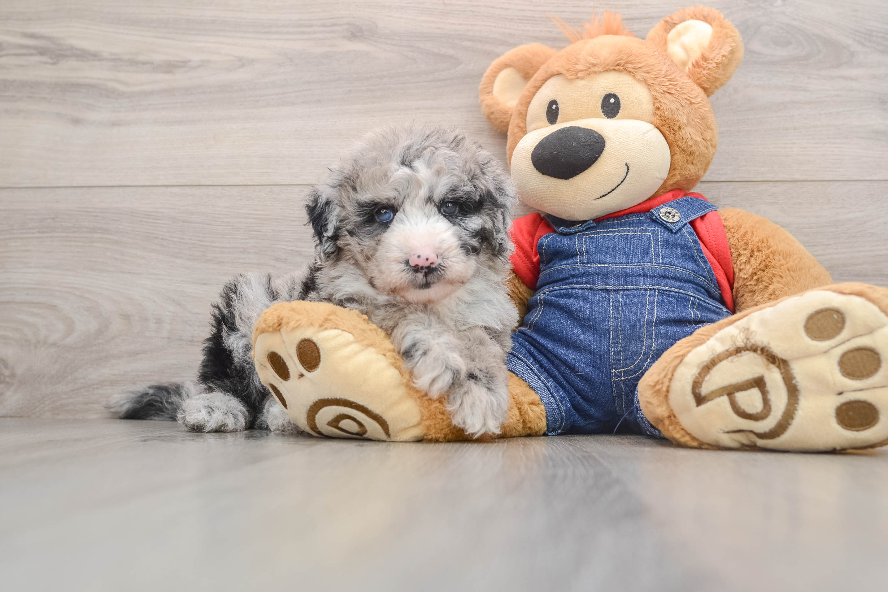 Adorable Sheep a Poo Poodle Mix Puppy