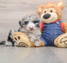 6 week old Mini Sheepadoodle Puppy For Sale - Lone Star Pups