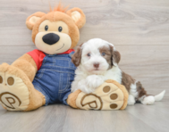 6 week old Mini Sheepadoodle Puppy For Sale - Lone Star Pups