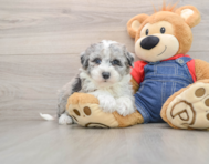 7 week old Mini Sheepadoodle Puppy For Sale - Lone Star Pups