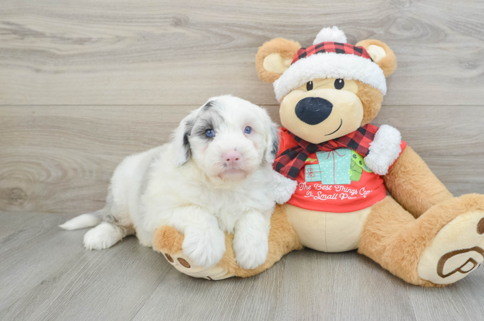 5 week old Mini Sheepadoodle Puppy For Sale - Lone Star Pups