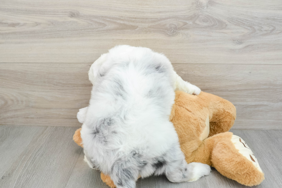 Best Mini Sheepadoodle Baby