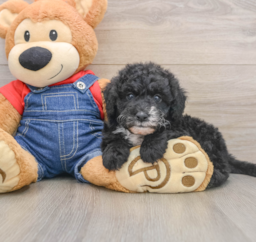 6 week old Mini Sheepadoodle Puppy For Sale - Lone Star Pups