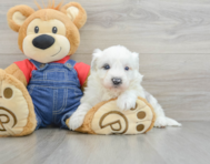 4 week old Mini Sheepadoodle Puppy For Sale - Lone Star Pups