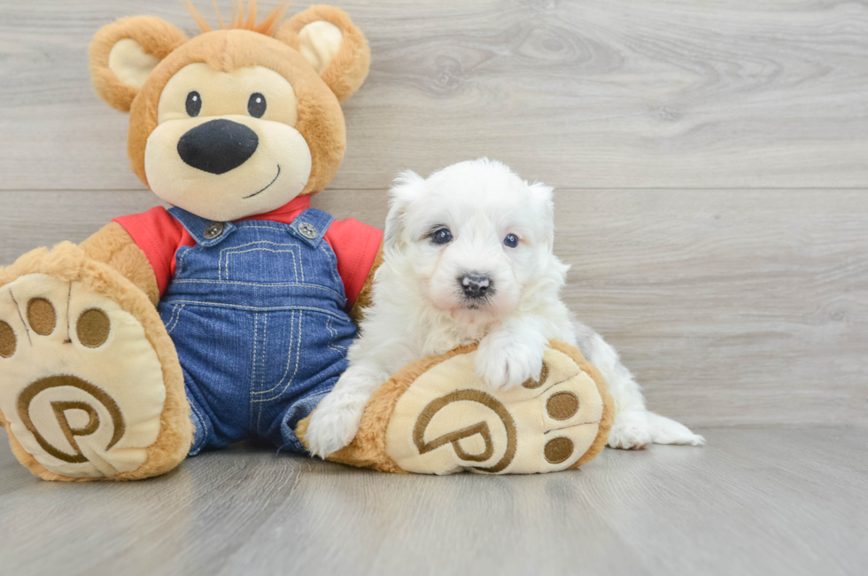 8 week old Mini Sheepadoodle Puppy For Sale - Lone Star Pups