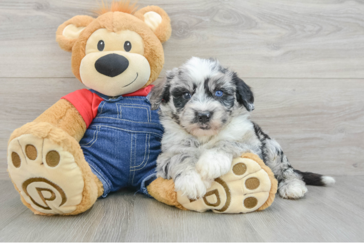 Popular Mini Sheepadoodle Poodle Mix Pup