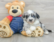 5 week old Mini Sheepadoodle Puppy For Sale - Lone Star Pups