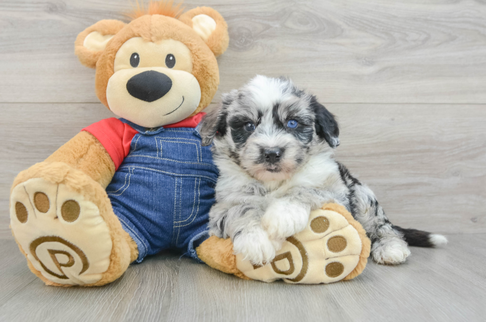 6 week old Mini Sheepadoodle Puppy For Sale - Lone Star Pups