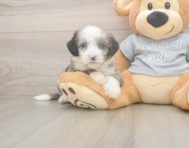 5 week old Mini Sheepadoodle Puppy For Sale - Lone Star Pups