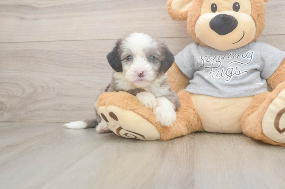 5 week old Mini Sheepadoodle Puppy For Sale - Lone Star Pups