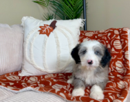 9 week old Mini Sheepadoodle Puppy For Sale - Lone Star Pups