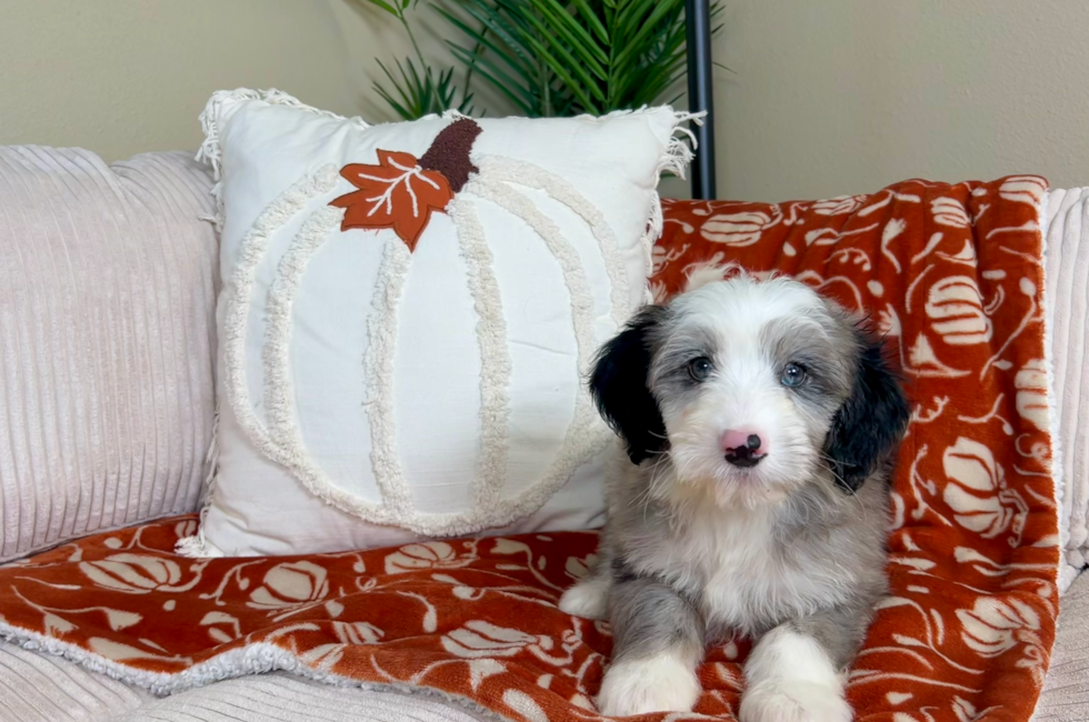 9 week old Mini Sheepadoodle Puppy For Sale - Lone Star Pups