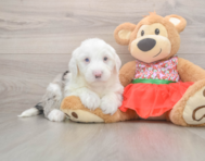 5 week old Mini Sheepadoodle Puppy For Sale - Lone Star Pups