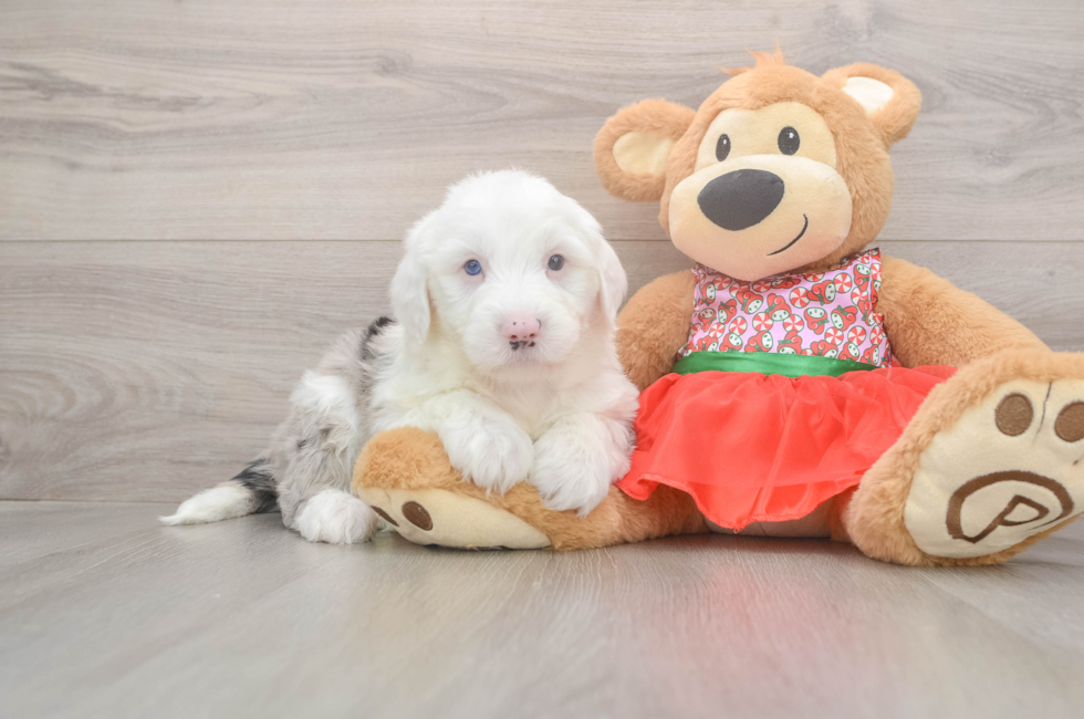 5 week old Mini Sheepadoodle Puppy For Sale - Lone Star Pups