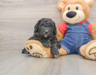 5 week old Mini Sheepadoodle Puppy For Sale - Lone Star Pups