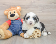 5 week old Mini Sheepadoodle Puppy For Sale - Lone Star Pups