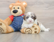 5 week old Mini Sheepadoodle Puppy For Sale - Lone Star Pups