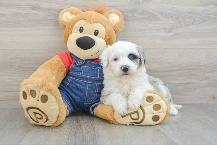 Smart Mini Sheepadoodle Poodle Mix Pup