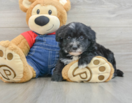 7 week old Mini Sheepadoodle Puppy For Sale - Lone Star Pups
