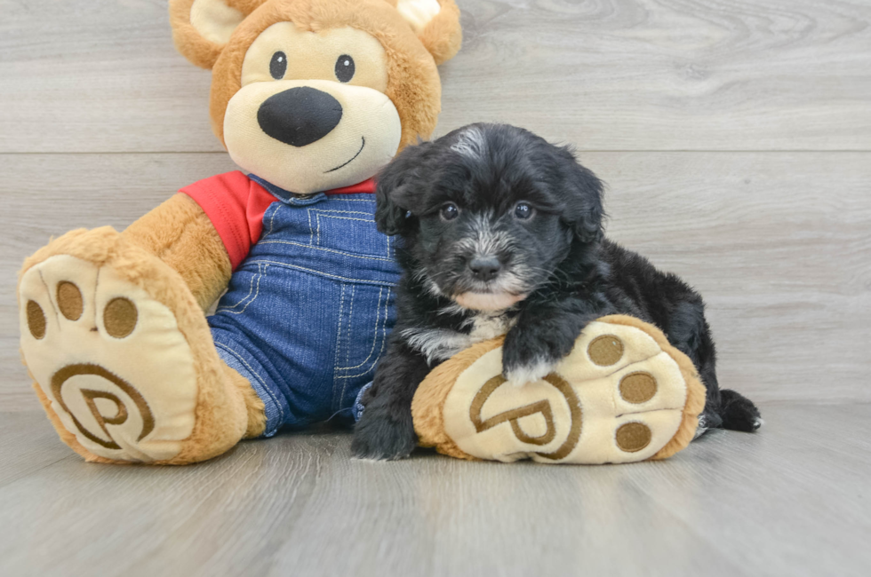 6 week old Mini Sheepadoodle Puppy For Sale - Lone Star Pups