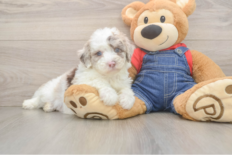 Smart Mini Sheepadoodle Poodle Mix Pup