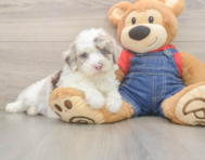 6 week old Mini Sheepadoodle Puppy For Sale - Lone Star Pups