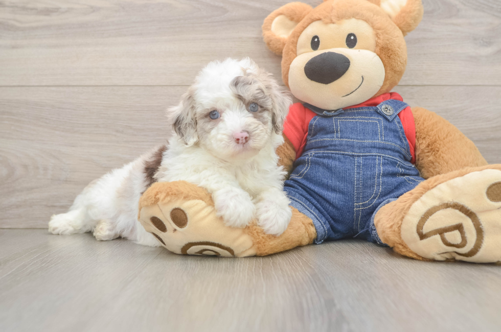 5 week old Mini Sheepadoodle Puppy For Sale - Lone Star Pups
