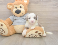 8 week old Mini Sheepadoodle Puppy For Sale - Lone Star Pups