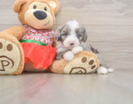 6 week old Mini Sheepadoodle Puppy For Sale - Lone Star Pups