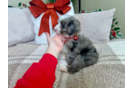 Cute Mini Sheepadoodle Baby