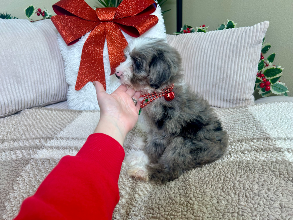 Cute Mini Sheepadoodle Baby