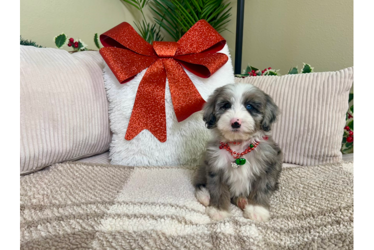 Cute Mini Sheepadoodle Poodle Mix Pup