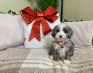 8 week old Mini Sheepadoodle Puppy For Sale - Lone Star Pups