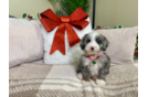 Cute Mini Sheepadoodle Poodle Mix Pup