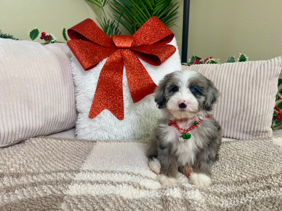 Cute Mini Sheepadoodle Poodle Mix Pup