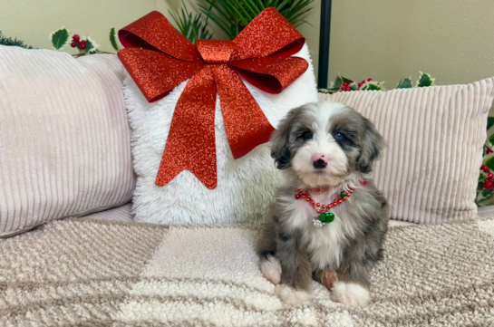 Cute Mini Sheepadoodle Poodle Mix Pup