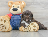 7 week old Mini Sheepadoodle Puppy For Sale - Lone Star Pups