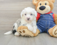 6 week old Mini Sheepadoodle Puppy For Sale - Lone Star Pups