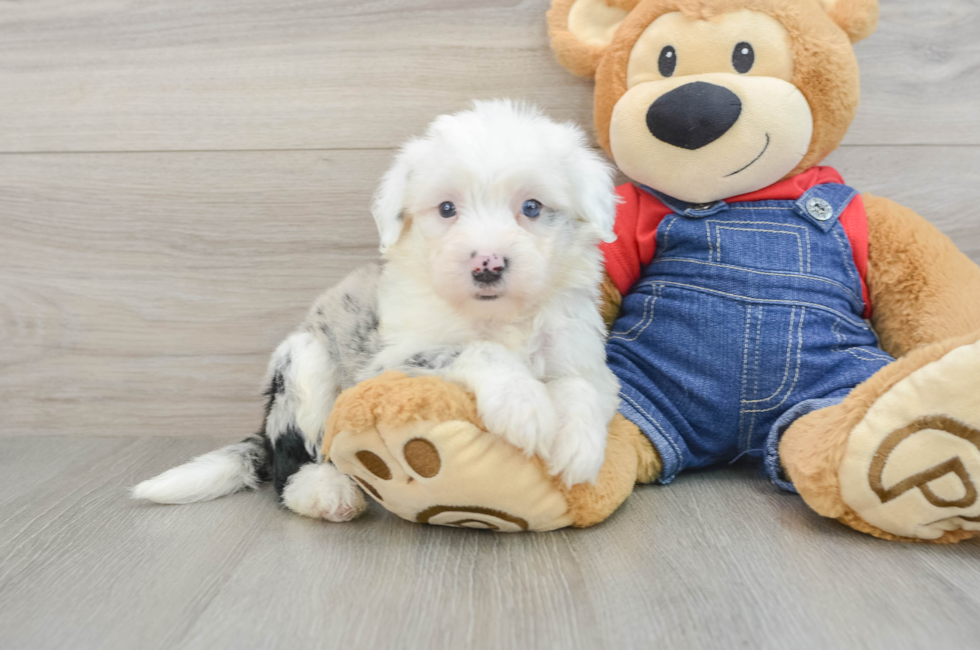 6 week old Mini Sheepadoodle Puppy For Sale - Lone Star Pups