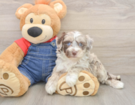6 week old Mini Sheepadoodle Puppy For Sale - Lone Star Pups