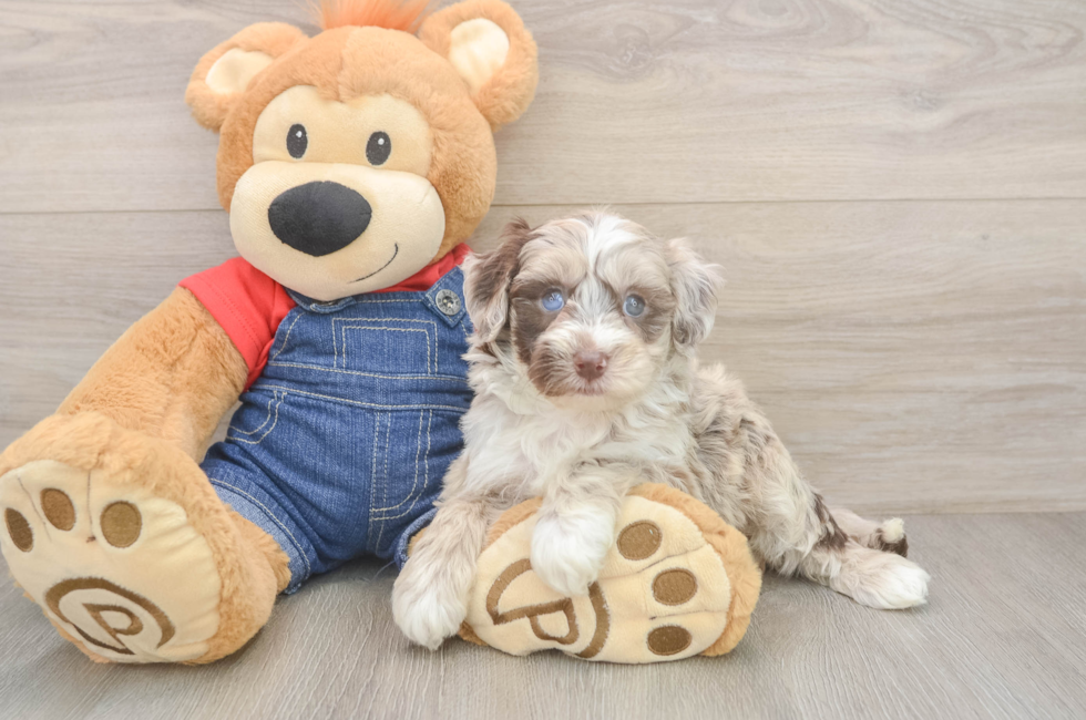 5 week old Mini Sheepadoodle Puppy For Sale - Lone Star Pups