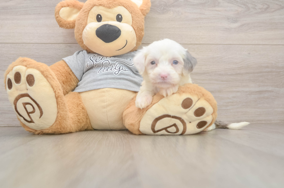 5 week old Mini Sheepadoodle Puppy For Sale - Lone Star Pups