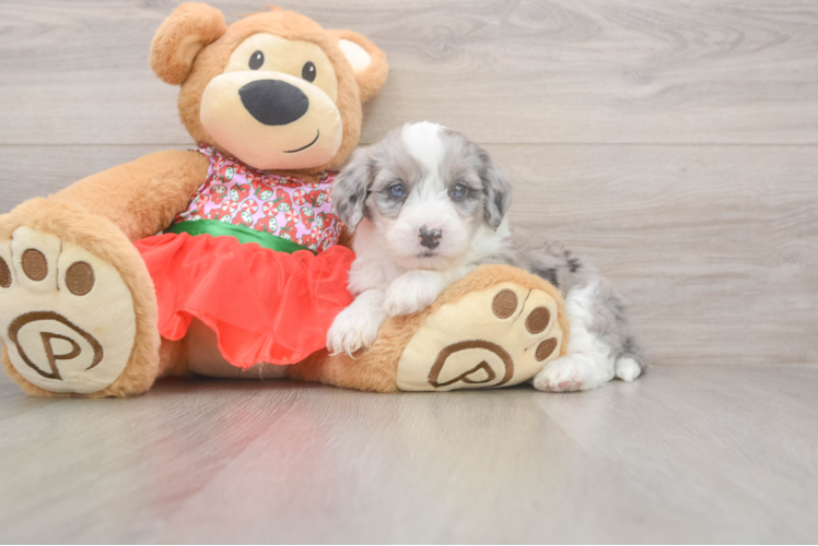 Mini Sheepadoodle Pup Being Cute
