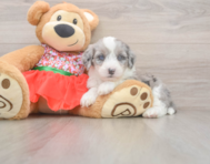 7 week old Mini Sheepadoodle Puppy For Sale - Lone Star Pups