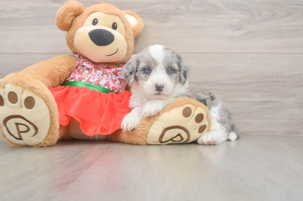 5 week old Mini Sheepadoodle Puppy For Sale - Lone Star Pups