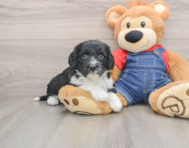 5 week old Mini Sheepadoodle Puppy For Sale - Lone Star Pups