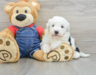 4 week old Mini Sheepadoodle Puppy For Sale - Lone Star Pups