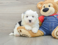 5 week old Mini Sheepadoodle Puppy For Sale - Lone Star Pups